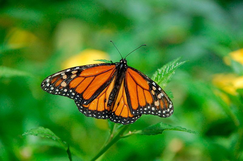 Mariposas